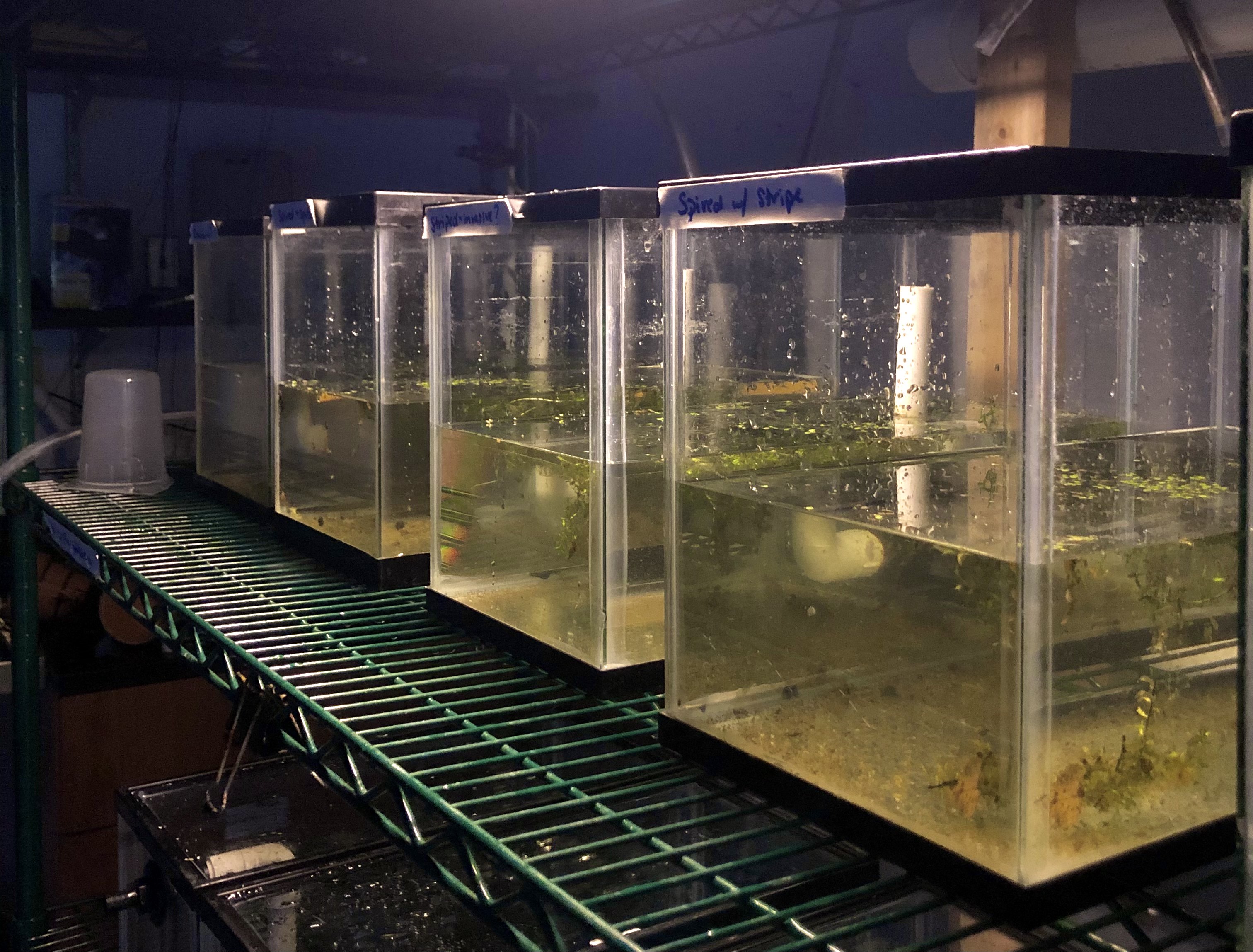Four ten-gallon fish tanks sit on a wire shelving unit in a dark room. A light illuminates the tanks, which are half full of water and have some vegetation inside. There are a few tanks on a lower shelf, mostly out of frame.